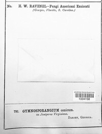 Gymnosporangium conicum image